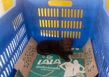 Rechaza Movimiento Ciudadano alianzas y apuesta por jóvenes rumbo al 2027