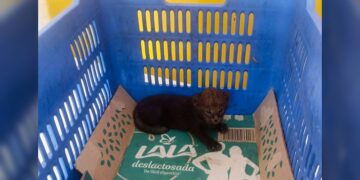 Rechaza Movimiento Ciudadano alianzas y apuesta por jóvenes rumbo al 2027