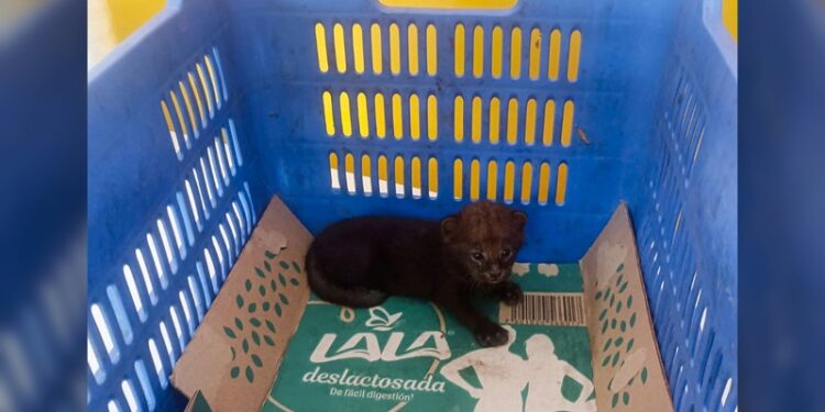 Rechaza Movimiento Ciudadano alianzas y apuesta por jóvenes rumbo al 2027