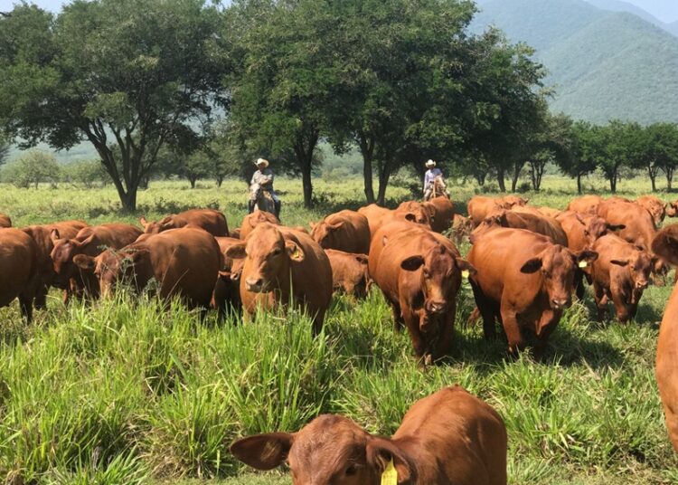 Apuesta Tamaulipas a la ganadería con inversión millonaria