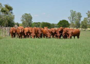 Apuesta Tamaulipas a la ganadería con inversión millonaria