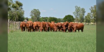 Apuesta Tamaulipas a la ganadería con inversión millonaria