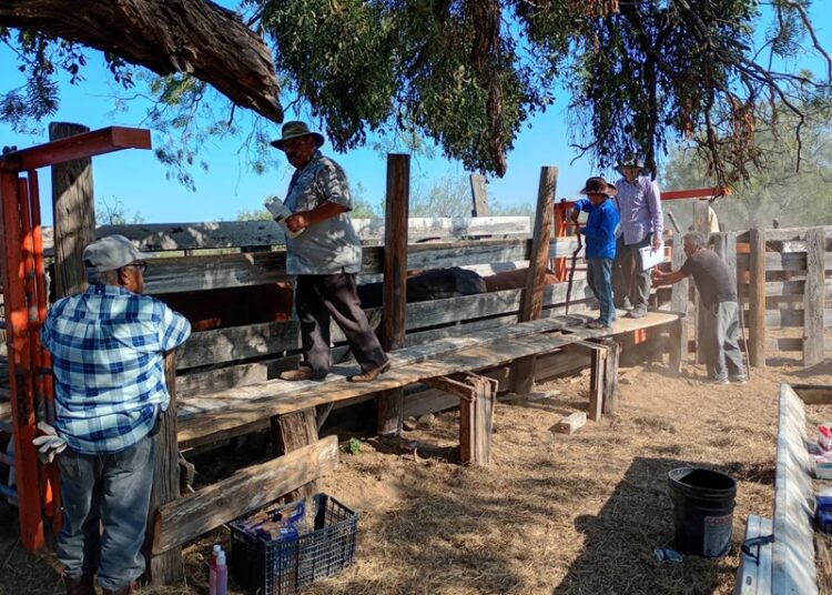 Continúa la campaña gratuita de ivermectina en apoyo al sector ganadero