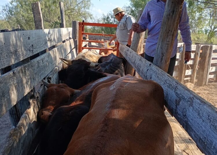 Continúa la campaña gratuita de ivermectina en apoyo al sector ganadero