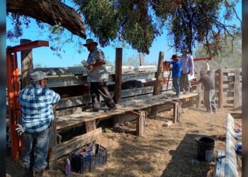 Continúa la campaña gratuita de ivermectina en apoyo al sector ganadero