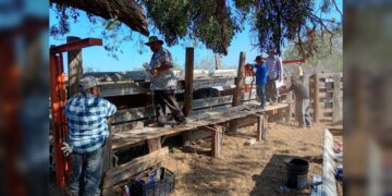 Continúa la campaña gratuita de ivermectina en apoyo al sector ganadero