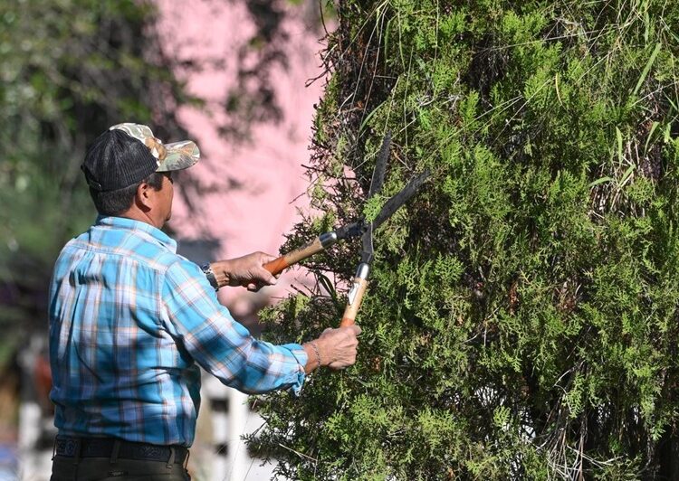 Embellece Municipio la Capital para temporada navideña