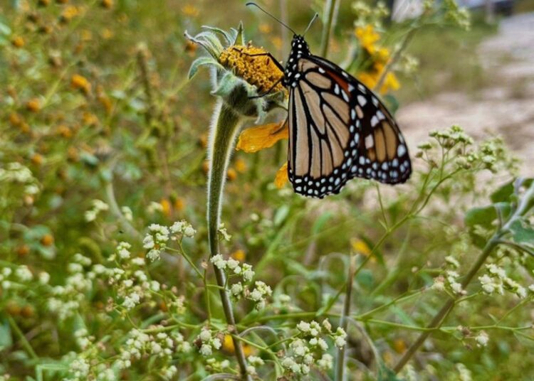“Facilita Tamaulipas migración de la mariposa monarca”: CPBT