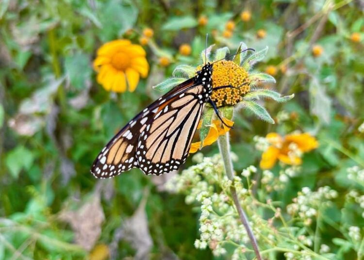 “Facilita Tamaulipas migración de la mariposa monarca”: CPBT