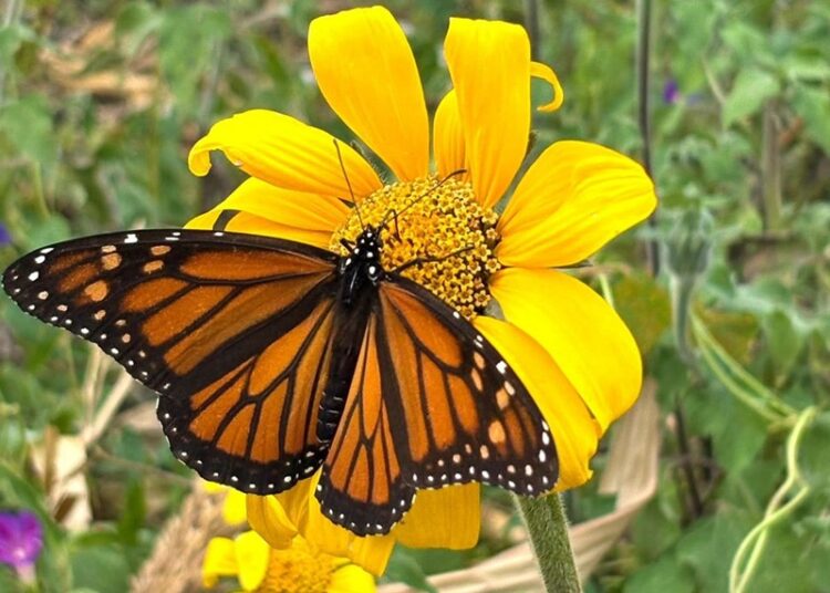 “Facilita Tamaulipas migración de la mariposa monarca”: CPBT