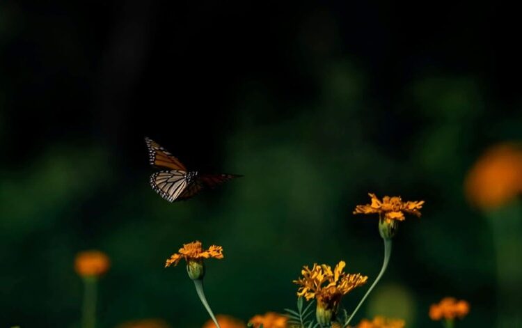 “Facilita Tamaulipas migración de la mariposa monarca”: CPBT