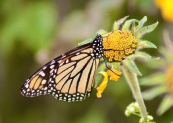 “Facilita Tamaulipas migración de la mariposa monarca”: CPBT