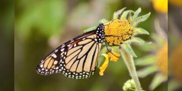 “Facilita Tamaulipas migración de la mariposa monarca”: CPBT