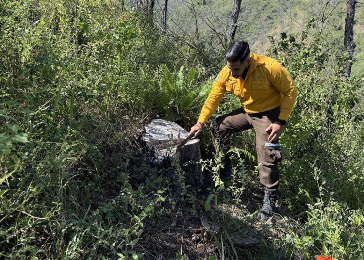 Fortalecen SEDUMA Y CONAFOR estrategia para preservar riqueza ambiental de Tamaulipas
