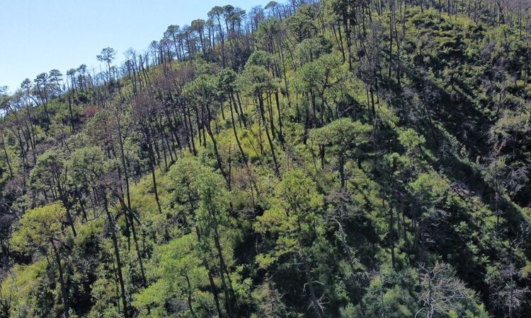 Fortalecen SEDUMA Y CONAFOR estrategia para preservar riqueza ambiental de Tamaulipas