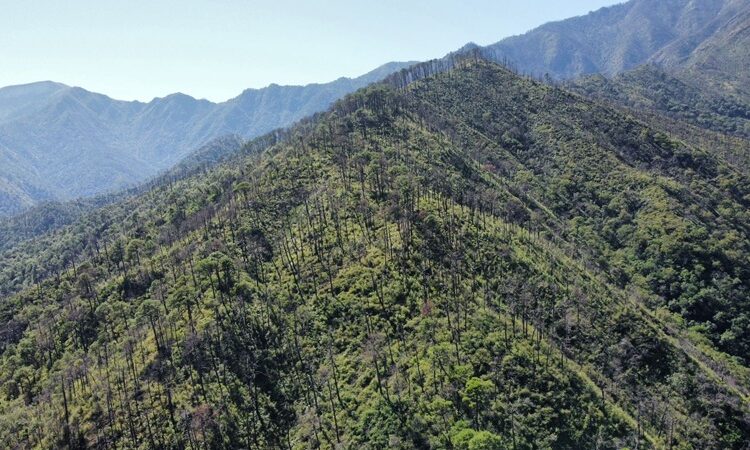 Fortalecen SEDUMA Y CONAFOR estrategia para preservar riqueza ambiental de Tamaulipas