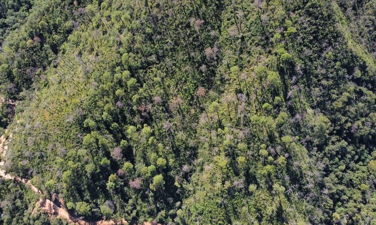 Fortalecen SEDUMA Y CONAFOR estrategia para preservar riqueza ambiental de Tamaulipas