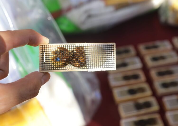 Impulsa Gobierno de NLD el fortalecimiento de la Apicultura