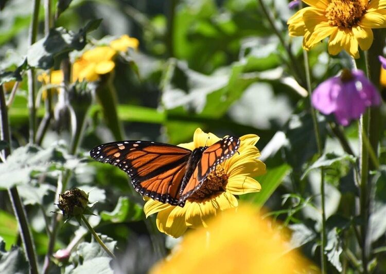 Impulsa Tamaulipas polinización en ruta de la mariposa monarca