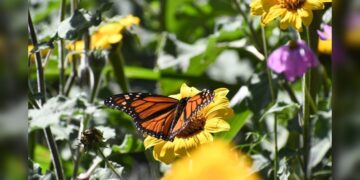 Impulsa Tamaulipas polinización en ruta de la mariposa monarca