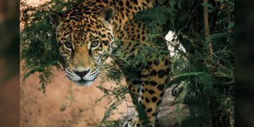 Lanza Comisión de Parques cruzada en pro del jaguar