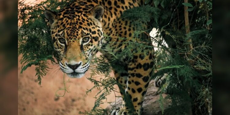 Lanza Comisión de Parques cruzada en pro del jaguar