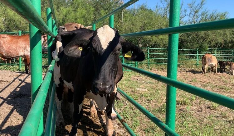 Reafirma Tamaulipas su compromiso con la innovación pecuaria