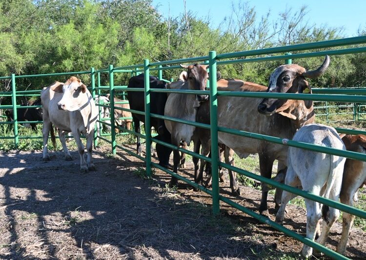 Reafirma Tamaulipas su compromiso con la innovación pecuaria