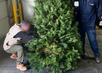 Registra Tamaulipas menor entrada de pinos importados