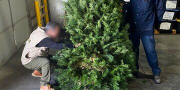 Registra Tamaulipas menor entrada de pinos importados