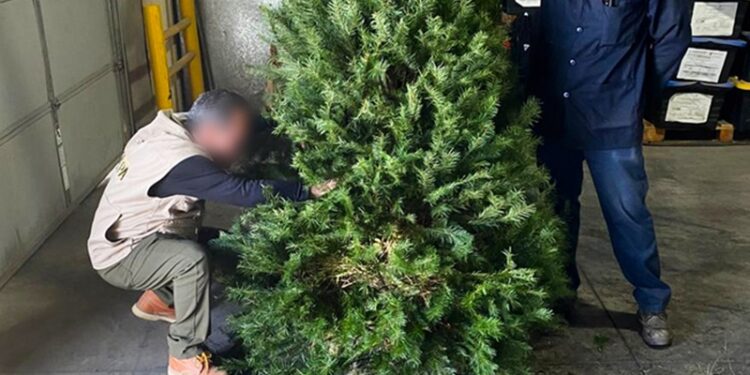 Registra Tamaulipas menor entrada de pinos importados