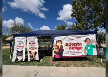 Al cierra de año, Bienestar Animal fortaleció la protección de animales de calle en NLD
