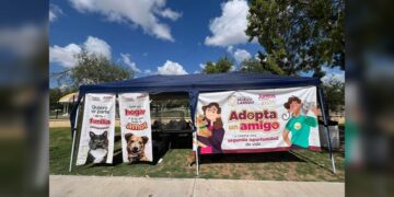 Al cierra de año, Bienestar Animal fortaleció la protección de animales de calle en NLD