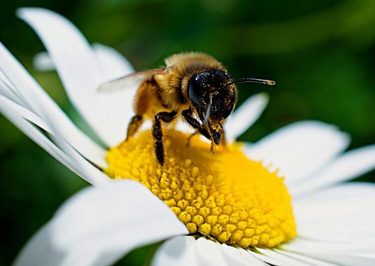 Alertan desplome de la polinización en Tamaulipas