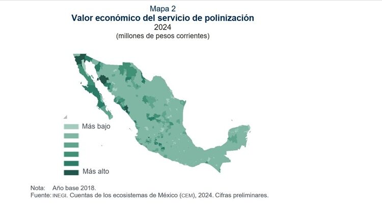 Alertan desplome de la polinización en Tamaulipas