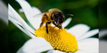 Alertan desplome de la polinización en Tamaulipas