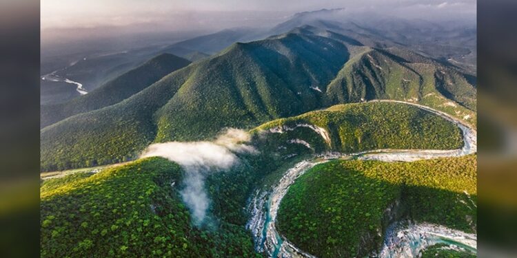 Define Tamaulipas el futuro de sus bosques entre conservación y reforestación