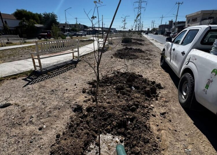 Gobierno de NLD culmina ‘campaña de reforestación 2025’