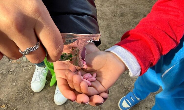 Gobierno de NLD culmina ‘campaña de reforestación 2025’