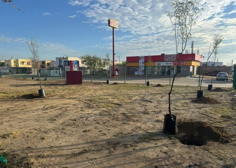 Gobierno de NLD culmina ‘campaña de reforestación 2025’