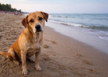 Madero “ciudad intergaláctica” y la deuda pendiente con los animales abandonados