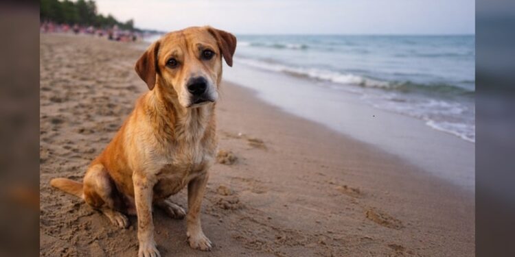 Madero “ciudad intergaláctica” y la deuda pendiente con los animales abandonados