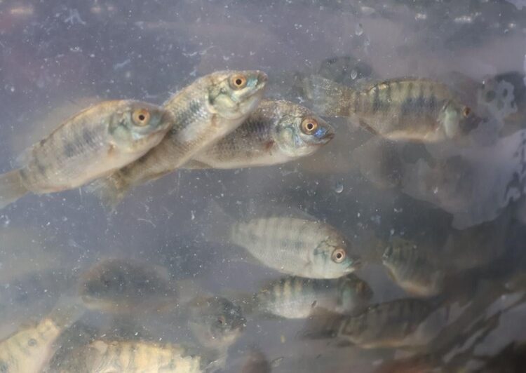 Promueven repoblamiento pesquero en Tamaulipas con la liberación de 8 mil alevines