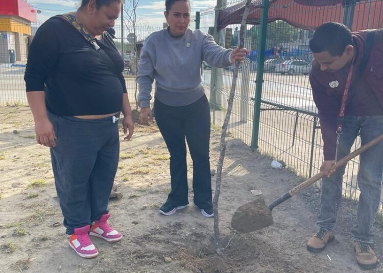 Reforestan plaza de Los Olivos 2 como parte del programa ‘Arboleando NLD’