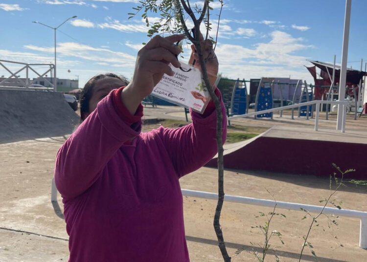 Reforestan plaza de Los Olivos 2 como parte del programa ‘Arboleando NLD’