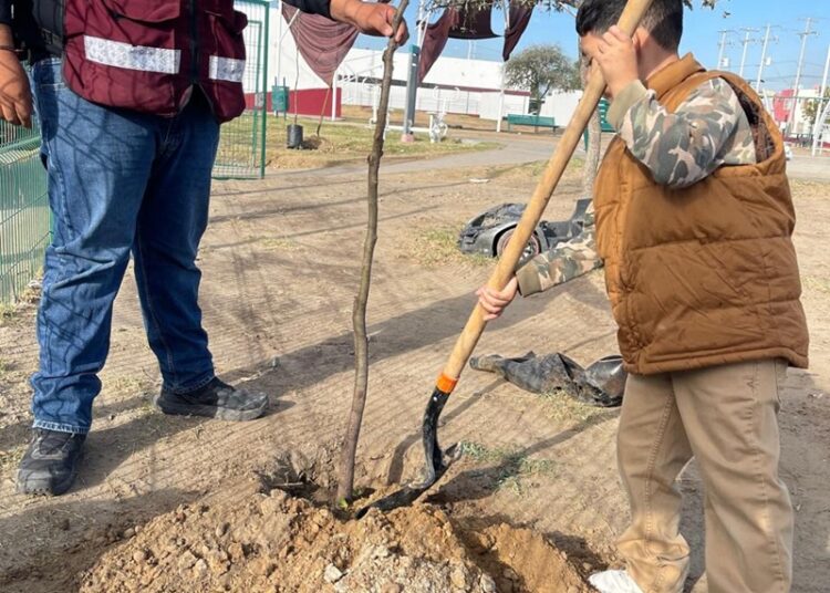Reforestan plaza de Los Olivos 2 como parte del programa ‘Arboleando NLD’