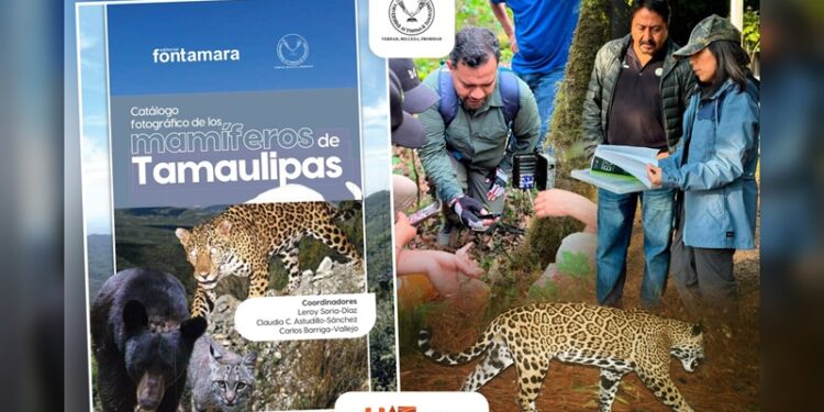 Difunde la UAT catálogo fotográfico de los mamíferos de Tamaulipas