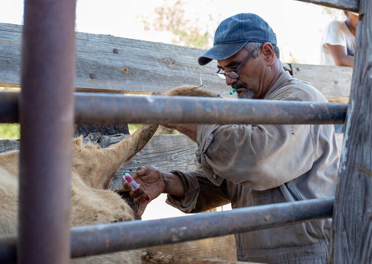 Gobierno de NLD invita a ganaderos a aprovechar programa gratuito de sanidad animal