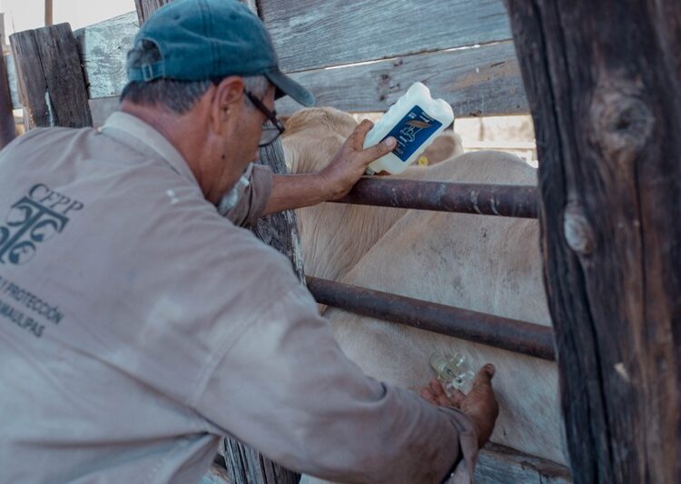 Gobierno de NLD invita a ganaderos a aprovechar programa gratuito de sanidad animal