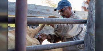 Gobierno de NLD invita a ganaderos a aprovechar programa gratuito de sanidad animal